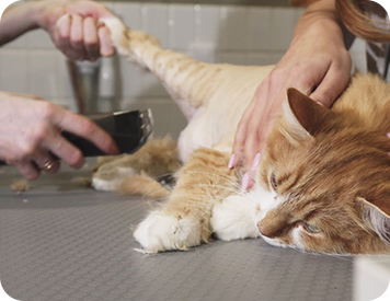 Cat being shaved by Cat Groomer